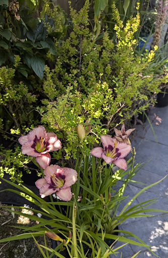Photo of Demitasse Cafe & Garden Centre - 2164 McNeill Ave, Victoria, BC V8S 4N7